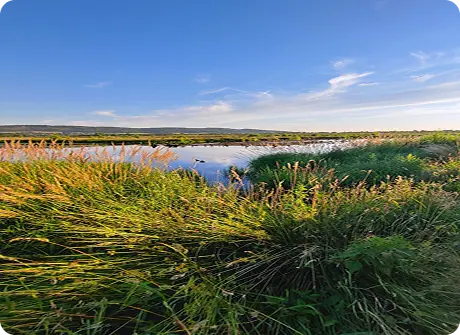 Blue Carbon Wetlands